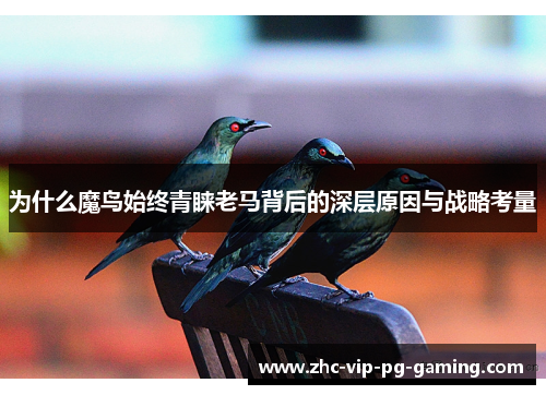 为什么魔鸟始终青睐老马背后的深层原因与战略考量